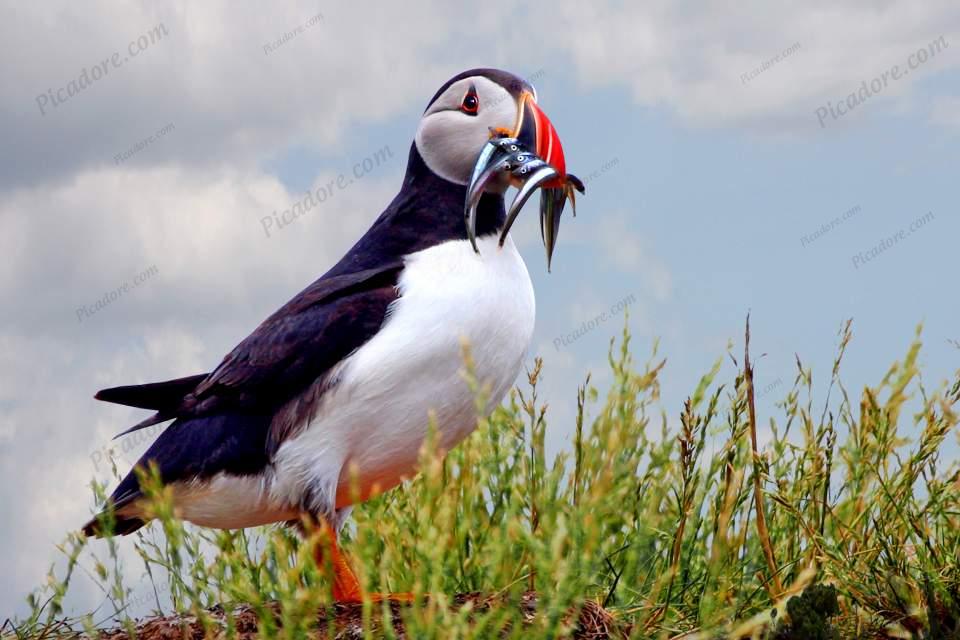 Puffin in the Grass Large Version