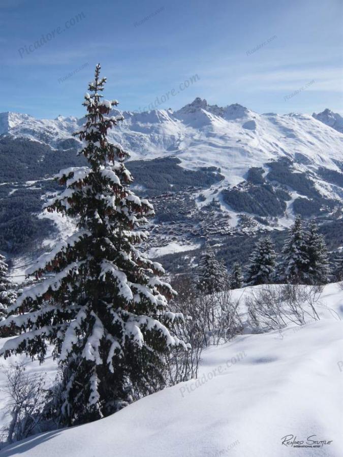 Saulire and snow covered tree Large Version