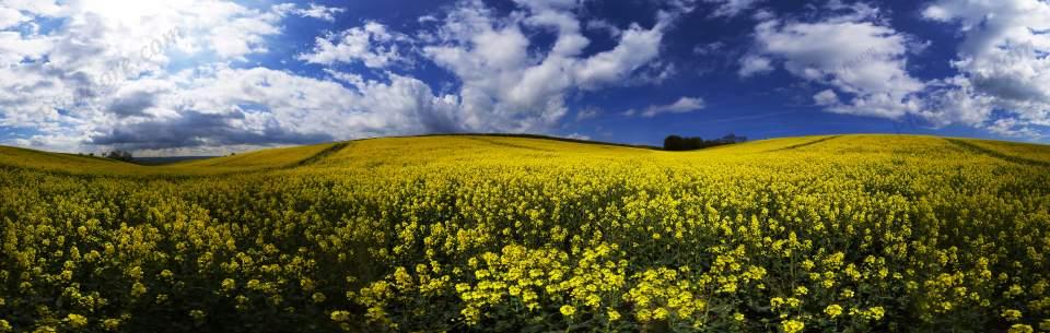 Rapeseed Crop Large Version