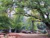 New Forest in Autumn - Mallard Wood, Lyndhurst