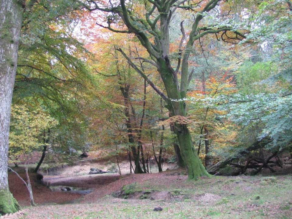 New Forest in Autumn - Acres Down (1) Large Version