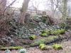 Snowdrops at Gammersgill in Coverdale