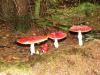 Toadstools in broxa Forest 1