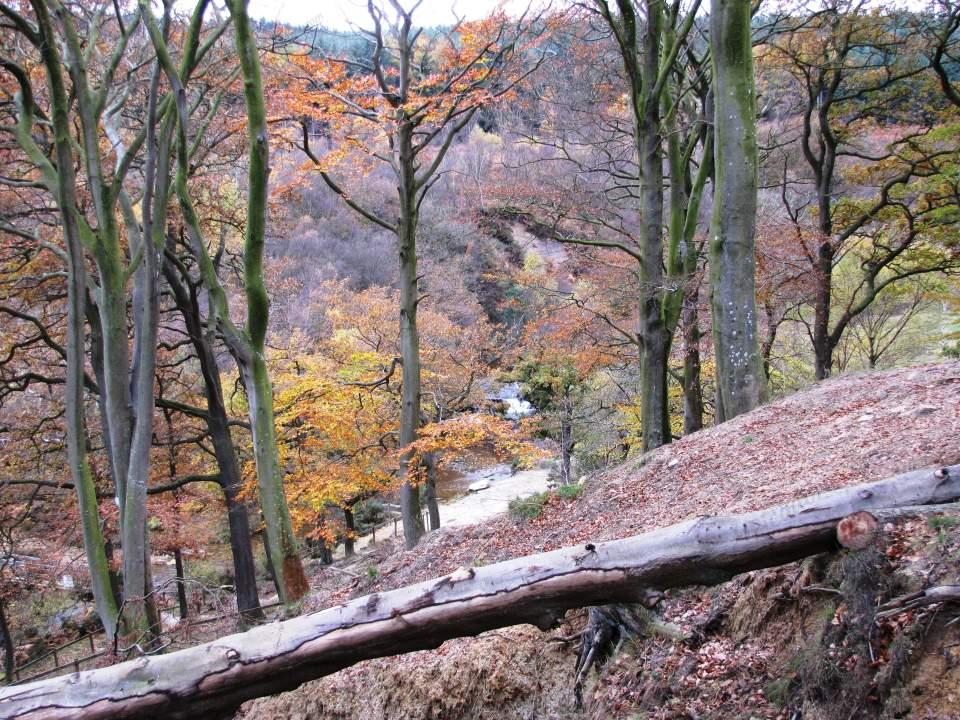 langdale forest scene 2 Large Version