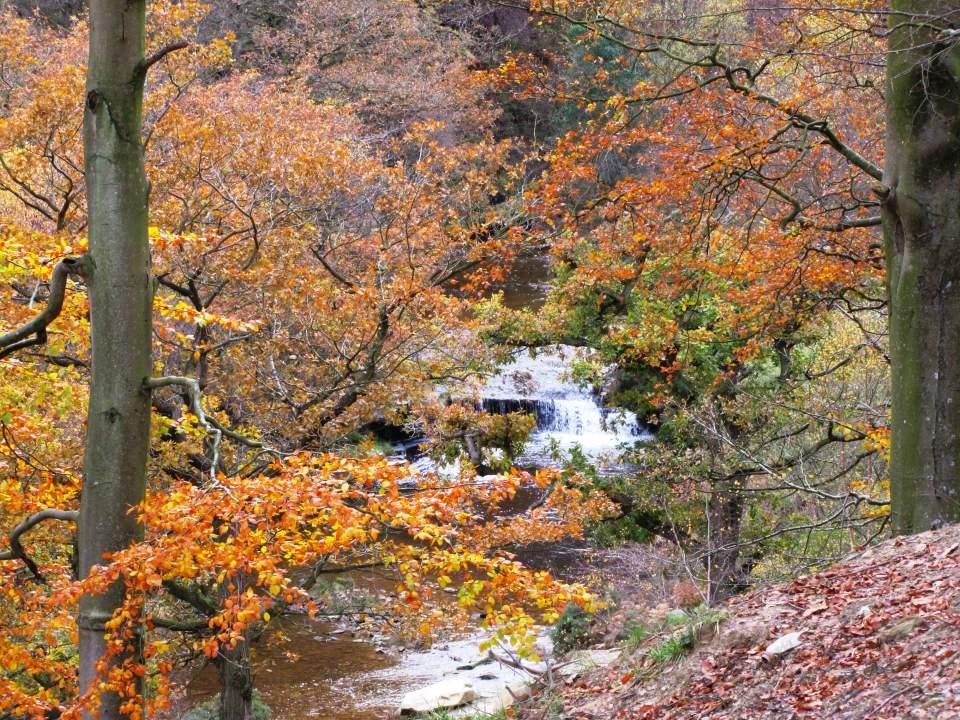 Langdale Forest Waterfall Large Version