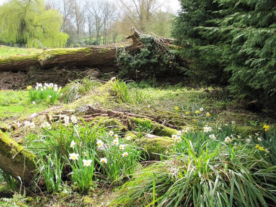 Fallen Tree at upper Slaughter Large Version