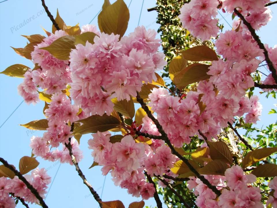 Rutland Water blossom Large Version