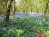 Rutland Water bluebell woods (1)