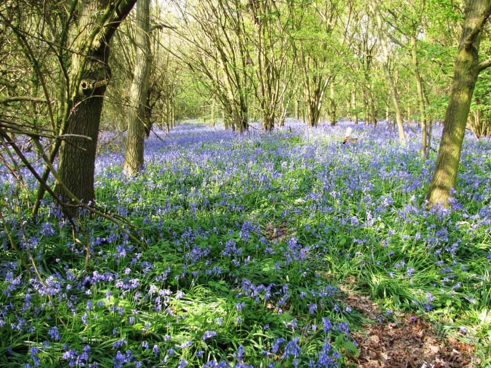 Rutland Water bluebell woods (1) Large Version