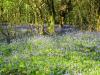 Rutland Water Bluebell Woods (2)