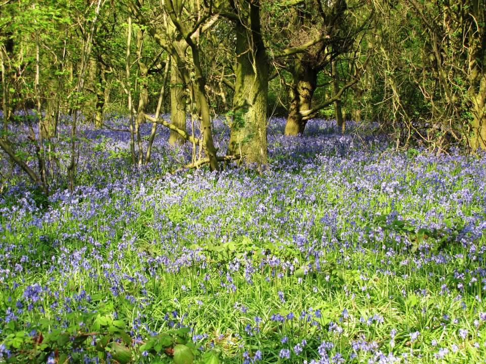 Rutland Water Bluebell Woods (2) Large Version