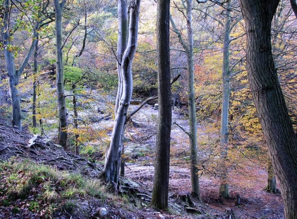 Langdale End Forest Scene 1 Large Version