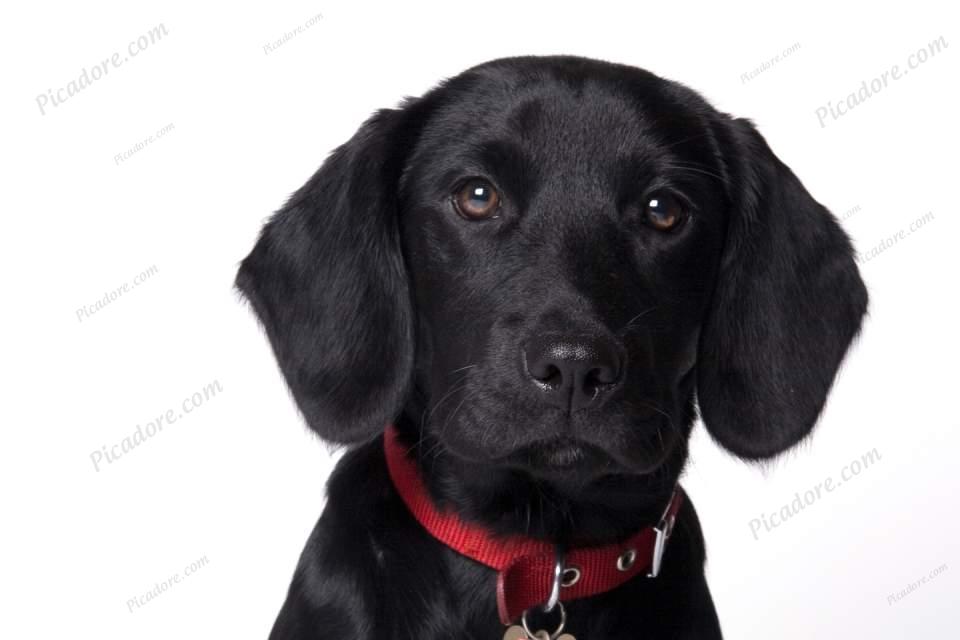 Black labrador puppy Large Version