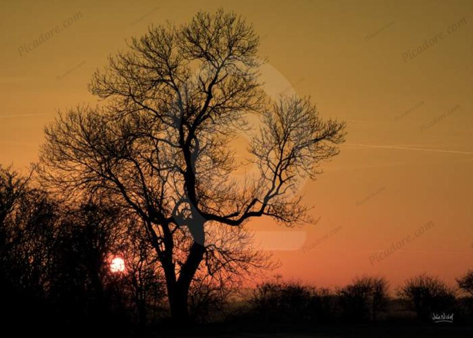 Tree in sunset Large Version