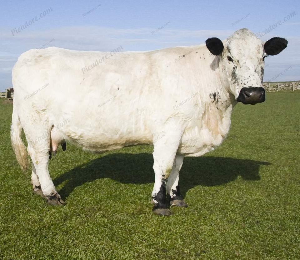 Riggit cow Large Version