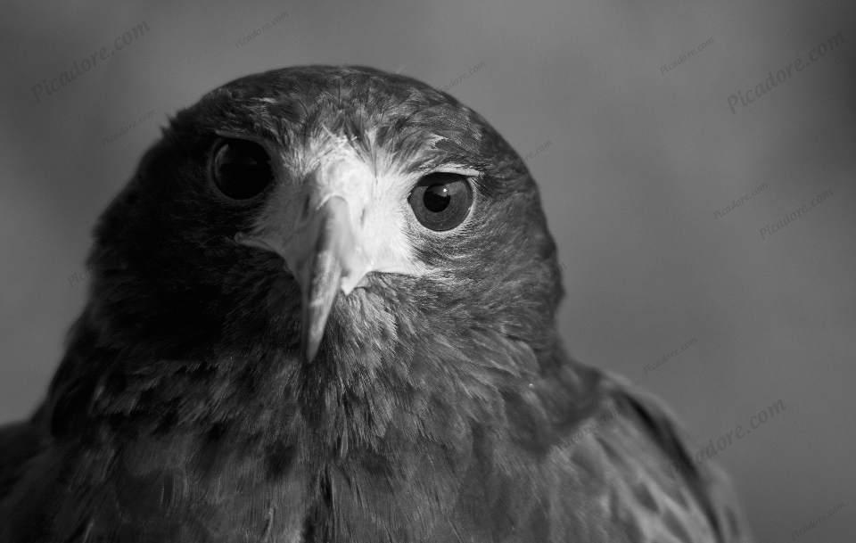 Harris Hawk Portrait Large Version