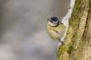 Blue Tit in the snow