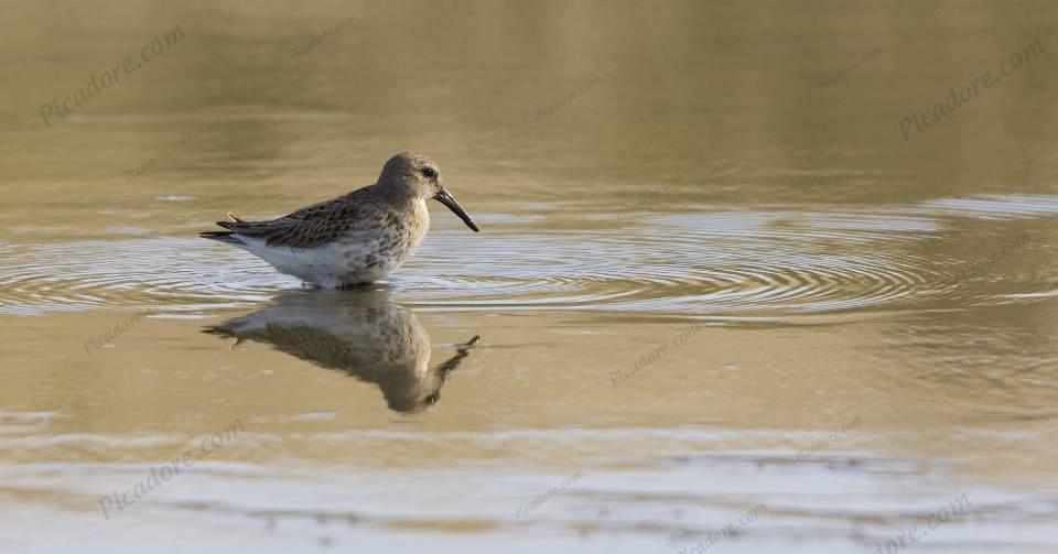 Dunlin reflection Large Version