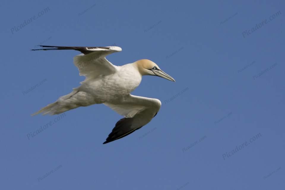 Gliding Gannet Large Version