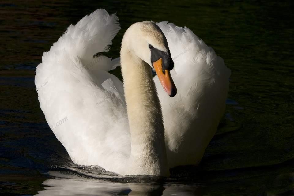 Mute Swan display Large Version