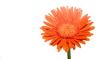 Spring Gerbera