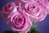 Pink Roses