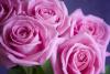 Pink Roses