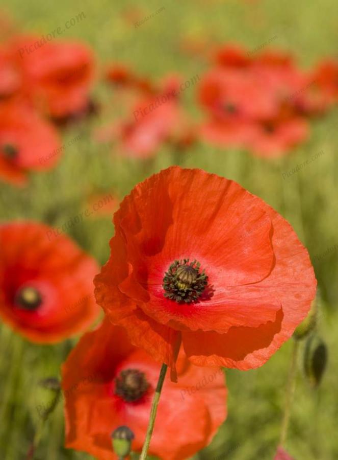 Poppy Field Large Version