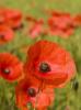 Poppy Field