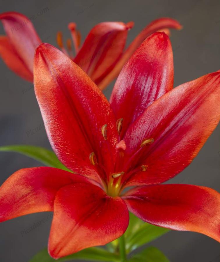 Red Lillies Large Version