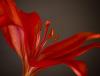 Red Lily