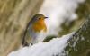 Robin in Snow