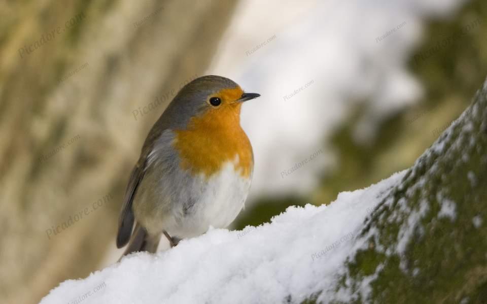 Robin in Snow Large Version