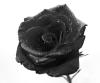 Black Rose