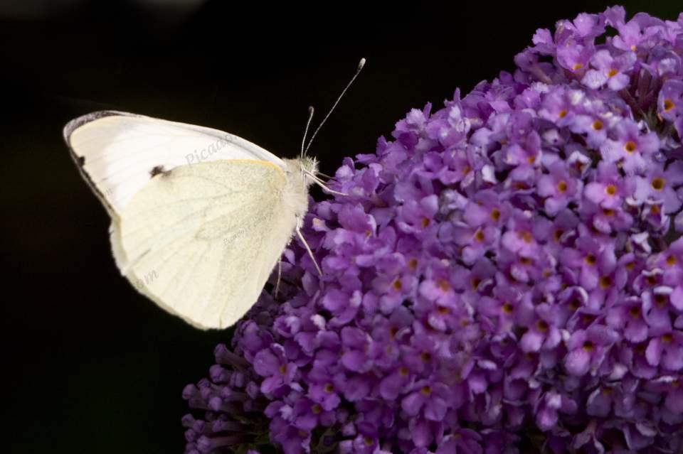 Small White Butterfly on Buddleia Large Version