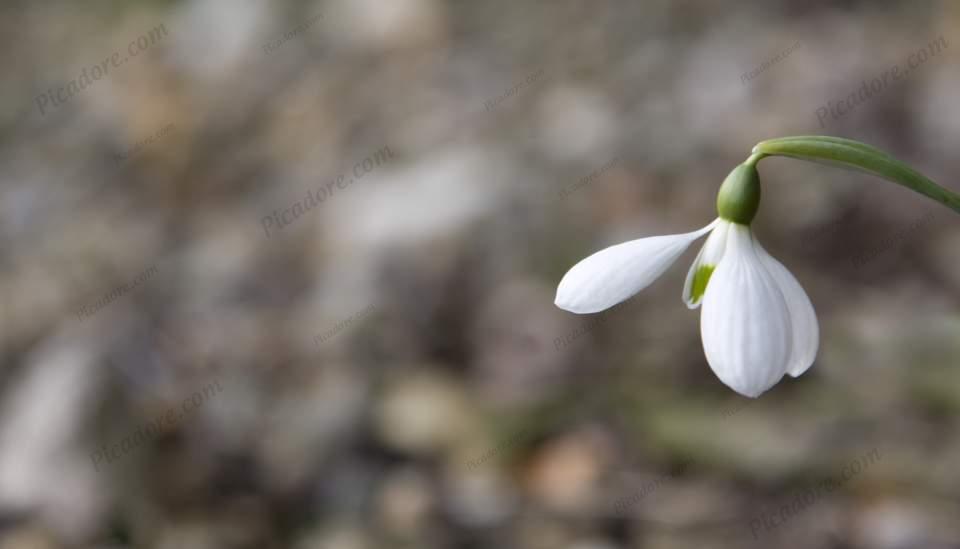 First signs of spring... Large Version