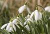 Snowdrops