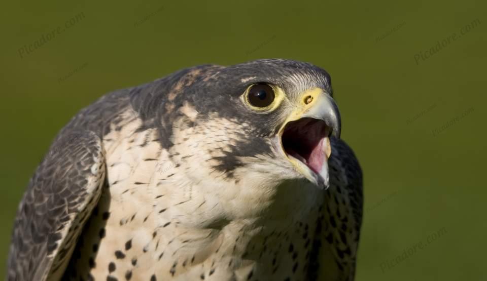 Peregrine calling Large Version