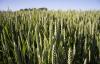 Ripening Wheat