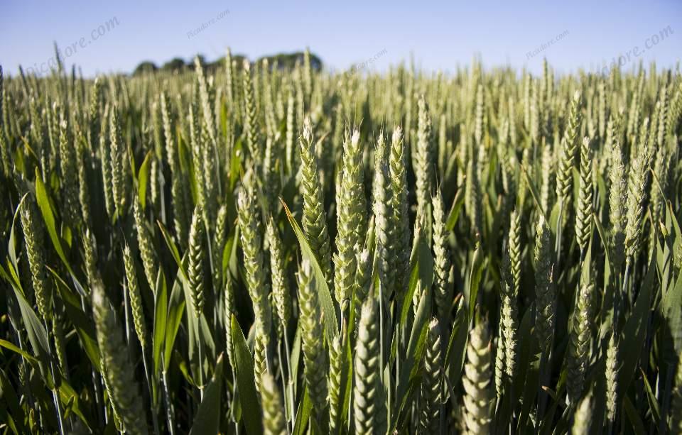 Ripening Wheat Large Version