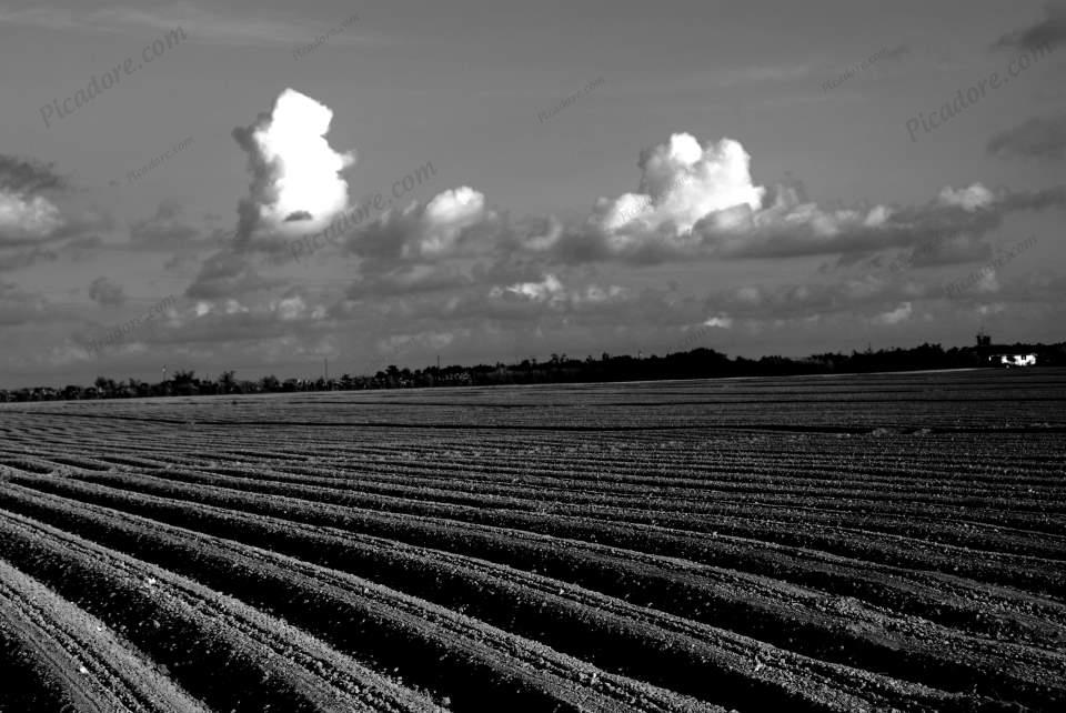 Black and White Farming Large Version